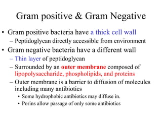 Gram positive & Gram Negative
• Gram positive bacteria have a thick cell wall
– Peptidoglycan directly accessible from environment
• Gram negative bacteria have a different wall
– Thin layer of peptidoglycan
– Surrounded by an outer membrane composed of
lipopolysaccharide, phospholipids, and proteins
– Outer membrane is a barrier to diffusion of molecules
including many antibiotics
• Some hydrophobic antibiotics may diffuse in.
• Porins allow passage of only some antibiotics
 