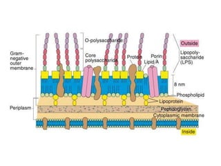 Gram negative cell structure
 