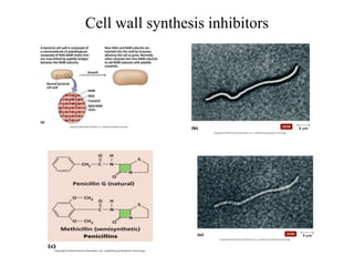 Cell wall synthesis inhibitors
 