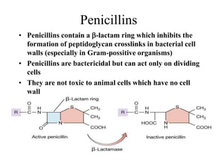Penicillins
• Penicillins contain a b-lactam ring which inhibits the
formation of peptidoglycan crosslinks in bacterial cell
walls (especially in Gram-possitive organisms)
• Penicillins are bactericidal but can act only on dividing
cells
• They are not toxic to animal cells which have no cell
wall
 