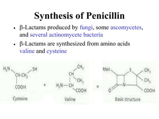 Synthesis of Penicillin
 b-Lactams produced by fungi, some ascomycetes,
and several actinomycete bacteria
 b-Lactams are synthesized from amino acids
valine and cysteine
 