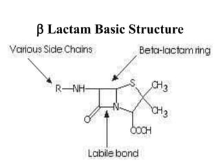 b Lactam Basic Structure
 