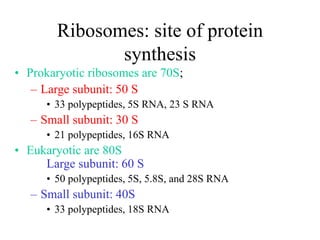 Ribosomes: site of protein
synthesis
• Prokaryotic ribosomes are 70S;
– Large subunit: 50 S
• 33 polypeptides, 5S RNA, 23 S RNA
– Small subunit: 30 S
• 21 polypeptides, 16S RNA
• Eukaryotic are 80S
Large subunit: 60 S
• 50 polypeptides, 5S, 5.8S, and 28S RNA
– Small subunit: 40S
• 33 polypeptides, 18S RNA
 