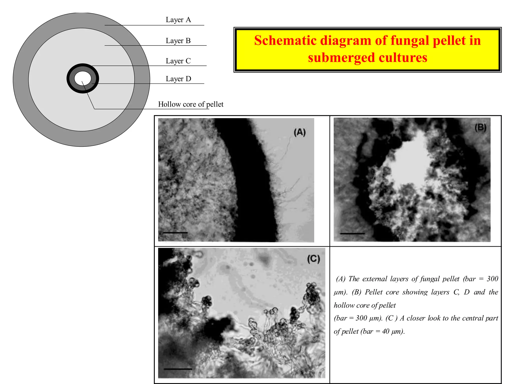 Schematic diagram of fungal pellet insubmerged cultures