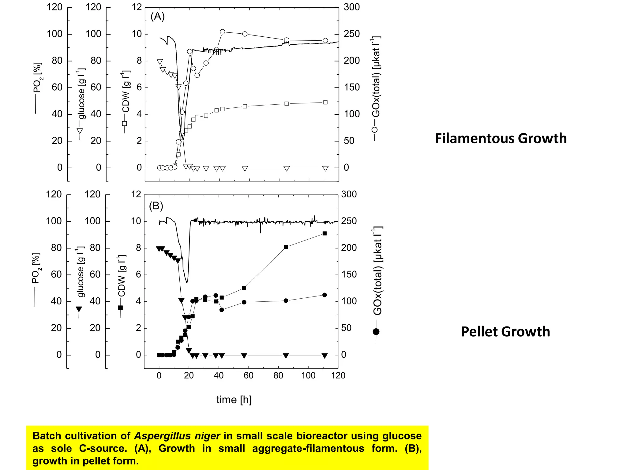 Filamentous GrowthPellet GrowthBatch cultivation of Aspergillusniger in small scale bioreactor using glucose as sole C-source. (A), Growth in small aggregate-filamentous form. (B), growth in pellet form. 