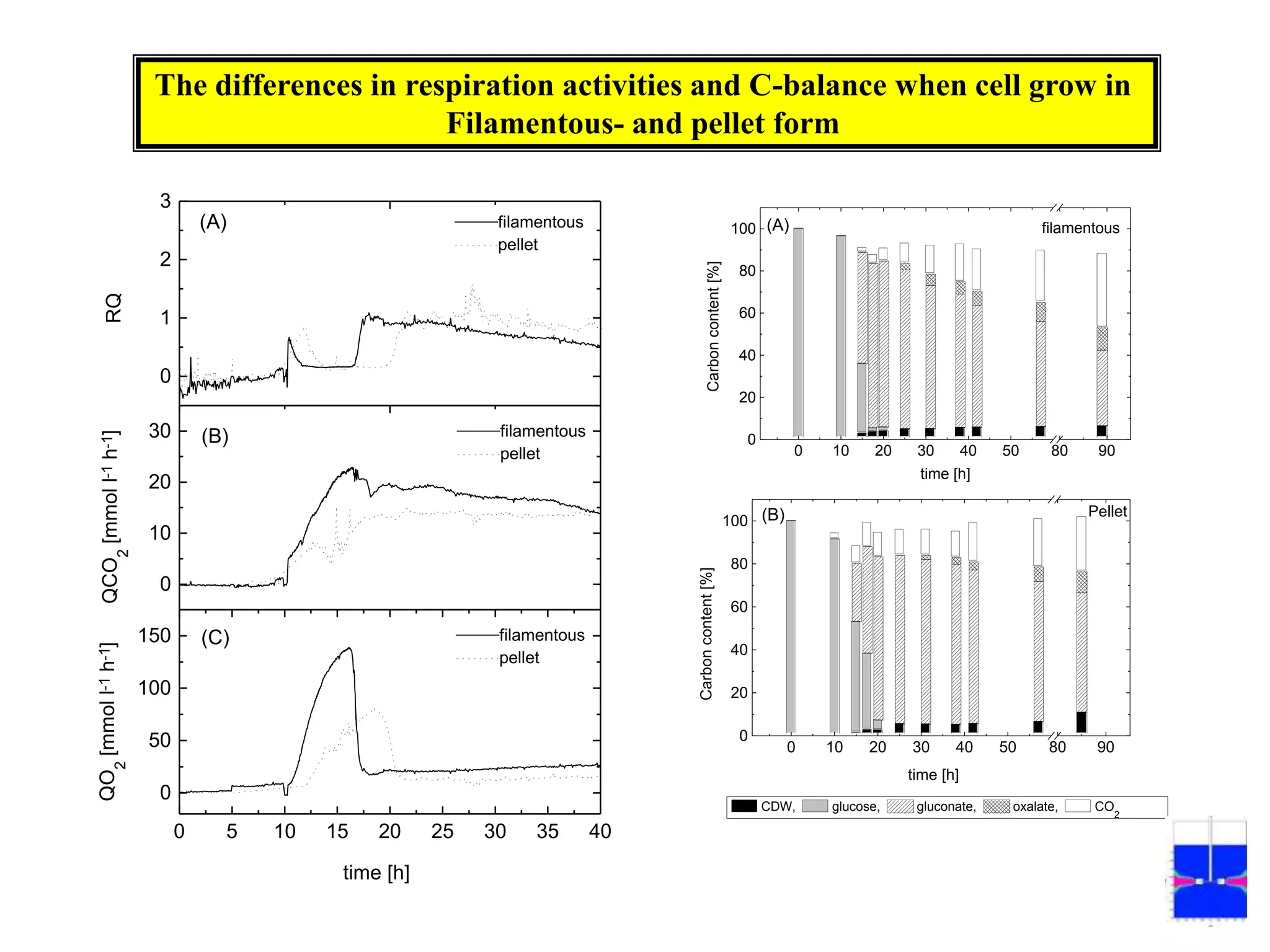 The differences in respiration activities and C-balance when cell grow in Filamentous- and pellet form 