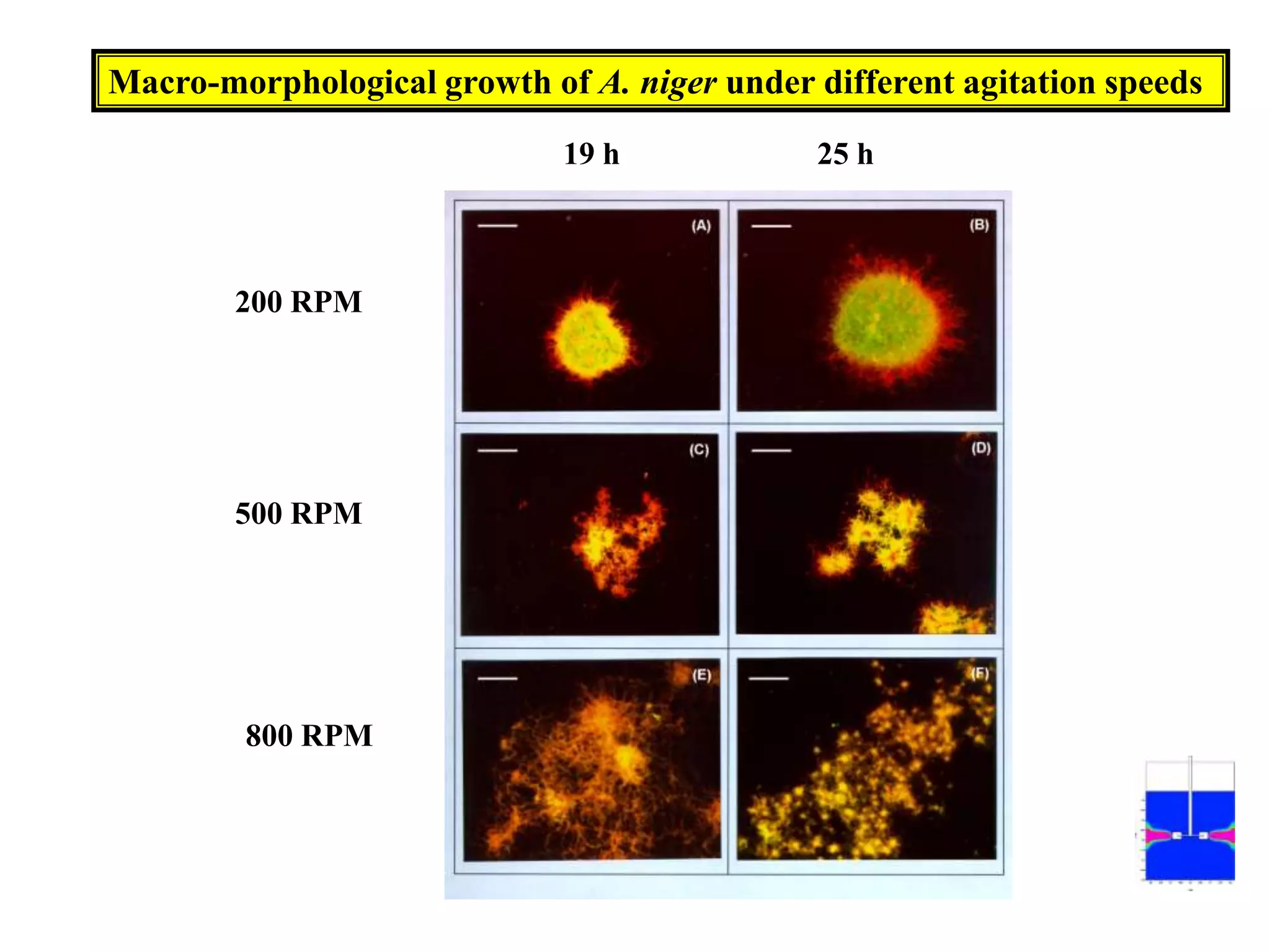 Macro-morphological growth of A. niger under different agitation speeds19 h25 h200 RPM500 RPM800 RPM