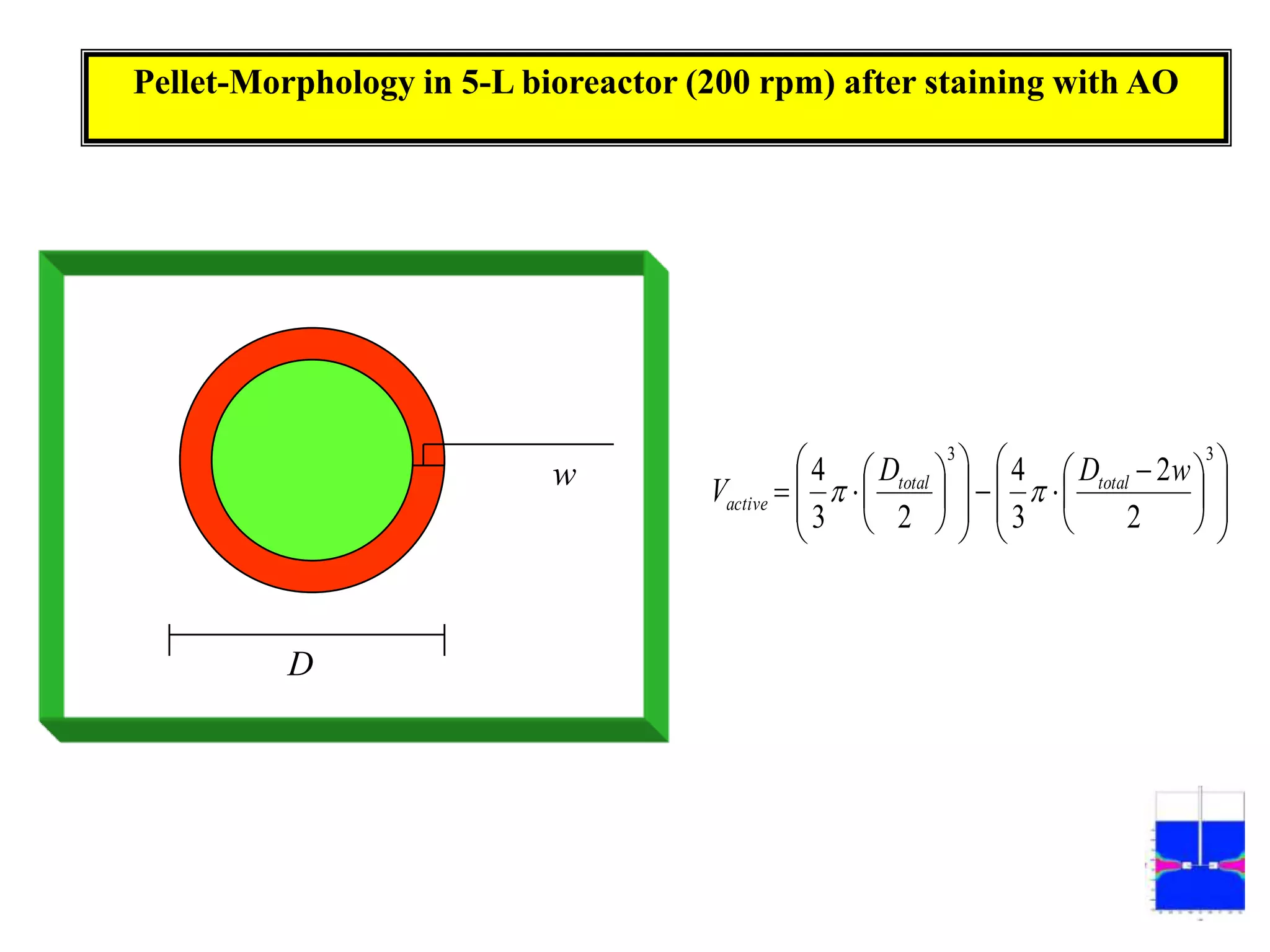 Pellet-Morphology in 5-L bioreactor (200 rpm) after staining with AOwD