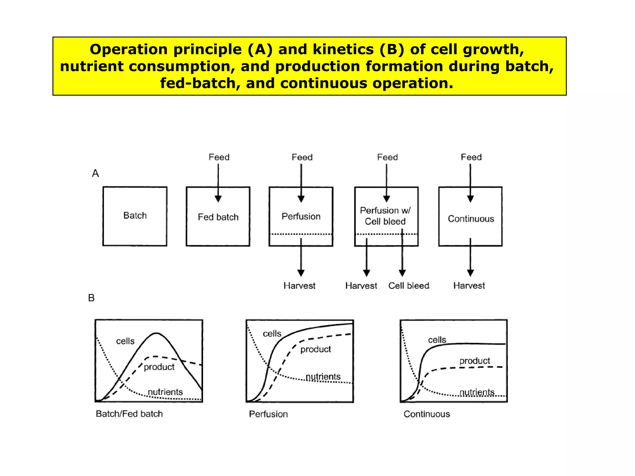 Batch cultivation:Batch culture is a closed culture system which contains an initial, limited amount of nutrient. The inoculated culture will pass through a number of phases as follows:Lag Phase 