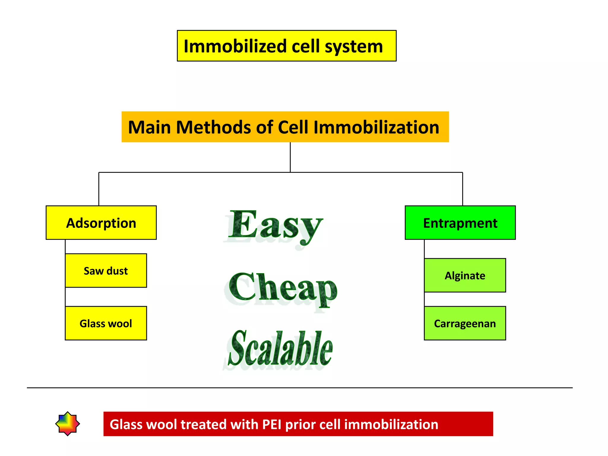 Immobilized cell system Main Methods of Cell ImmobilizationAdsorptionEntrapmentEasySaw dustAlginateCheapGlass woolCarrageenanScalableGlass wool treated with PEI prior cell immobilization