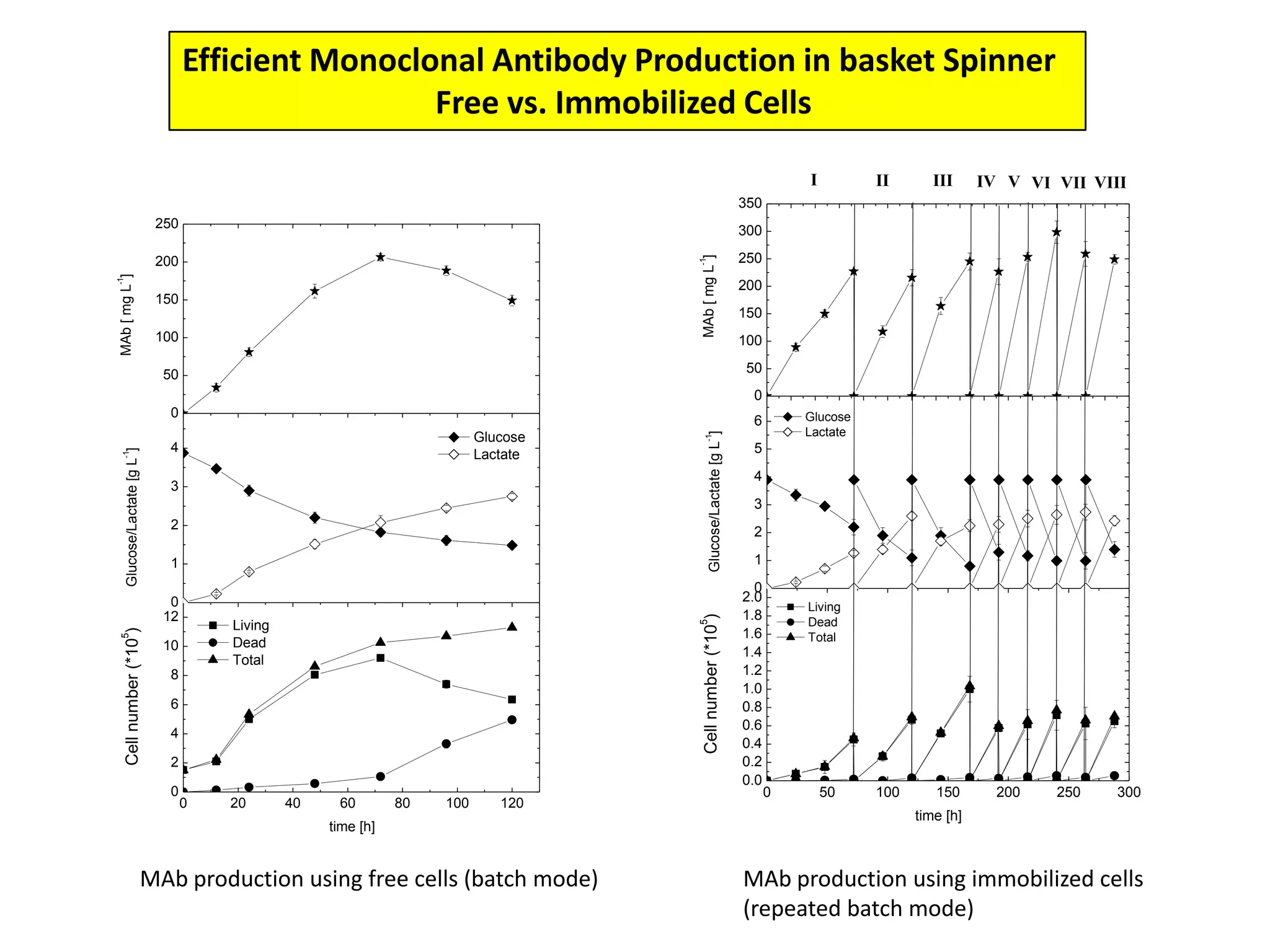 Efficient Monoclonal Antibody Production in basket Spinner Free vs. Immobilized Cells MAb production using free cells (batch mode)MAb production using immobilized cells (repeated batch mode)