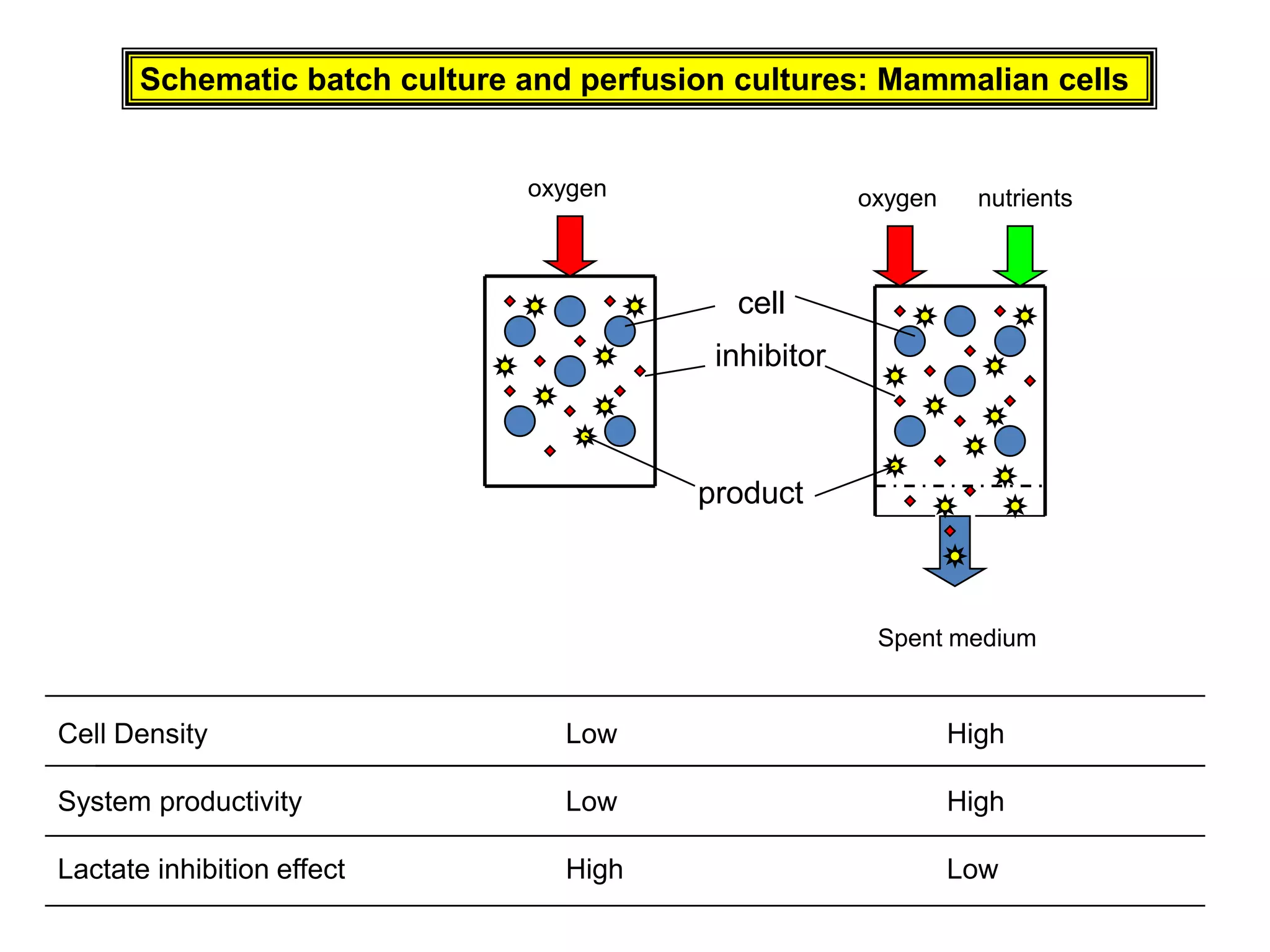 Schematic batch culture and perfusion cultures: Mammalian cellsoxygenoxygennutrientscellinhibitorproductSpent mediumCell Density			Low			High    		System productivity			Low			HighLactate inhibition effect		High			Low