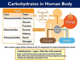 Carbohydrates in Human Body
 