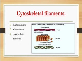 Comprehensive Overview of the Cytoskeleton and Molecular Motors in ...