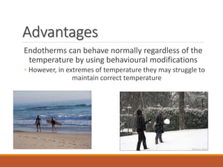 Advantages
Endotherms can behave normally regardless of the
temperature by using behavioural modifications
◦ However, in extremes of temperature they may struggle to
maintain correct temperature
 