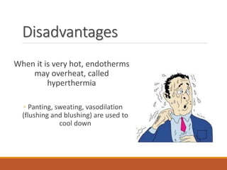 Disadvantages
When it is very hot, endotherms
may overheat, called
hyperthermia
◦ Panting, sweating, vasodilation
(flushing and blushing) are used to
cool down
 