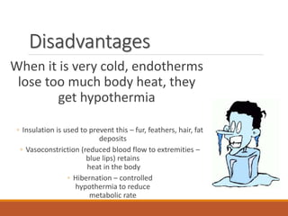 Disadvantages
When it is very cold, endotherms
lose too much body heat, they
get hypothermia
◦ Insulation is used to prevent this – fur, feathers, hair, fat
deposits
◦ Vasoconstriction (reduced blood flow to extremities –
blue lips) retains
heat in the body
◦ Hibernation – controlled
hypothermia to reduce
metabolic rate
 