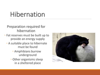 Hibernation
Preparation required for
hibernation
◦ Fat reserves must be built up to
provide an energy supply
◦ A suitable place to hibernate
must be found
◦ Amphibians burrow
underground
◦ Other organisms sleep
in a sheltered place
 