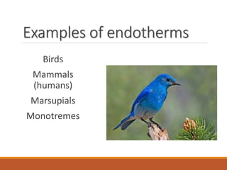 Examples of endotherms
Birds
Mammals
(humans)
Marsupials
Monotremes
 
