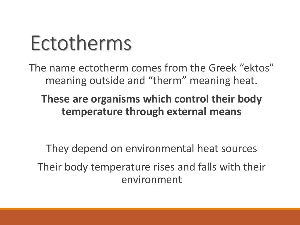 Lecture 5 ectotherms vs endotherms