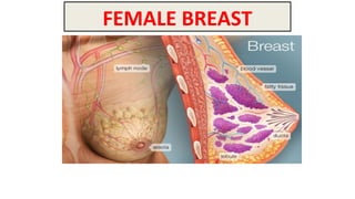 FEMALE BREAST
 