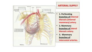female breast anatomy and physiology | PPT
