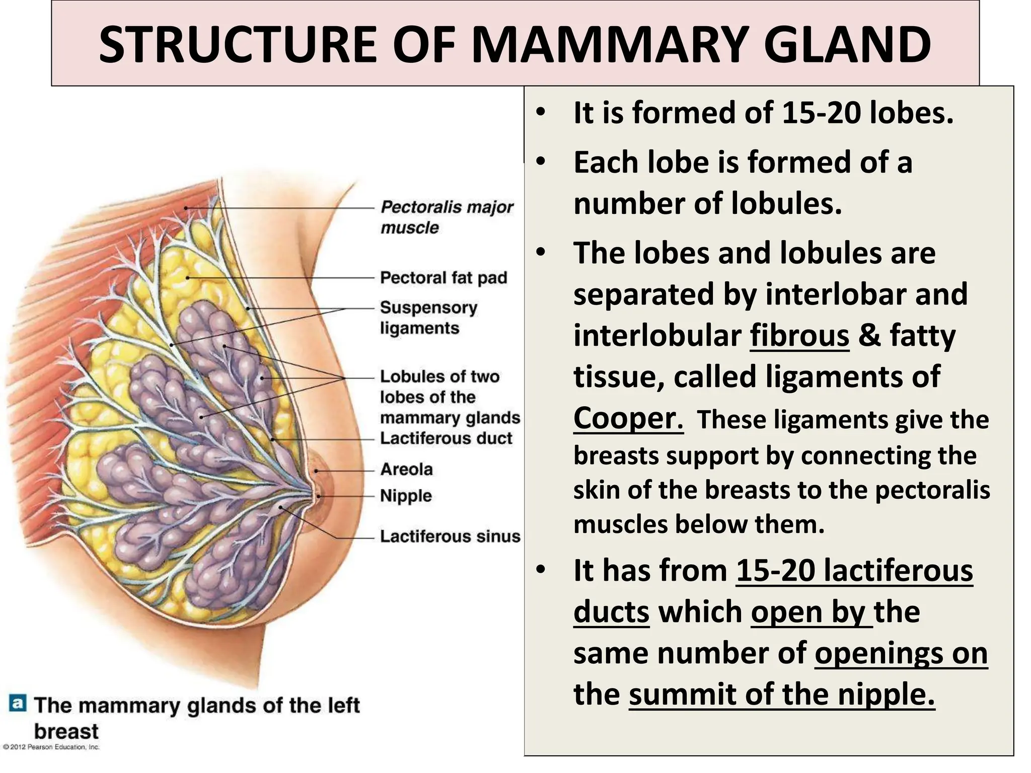 Lecture 5 FEMALE BREAST ANATOMY FOR NURSING STUDENT 2 1 ppt lecture-5-female-breast-anatomy-for-nursing-student-2-1-ppt