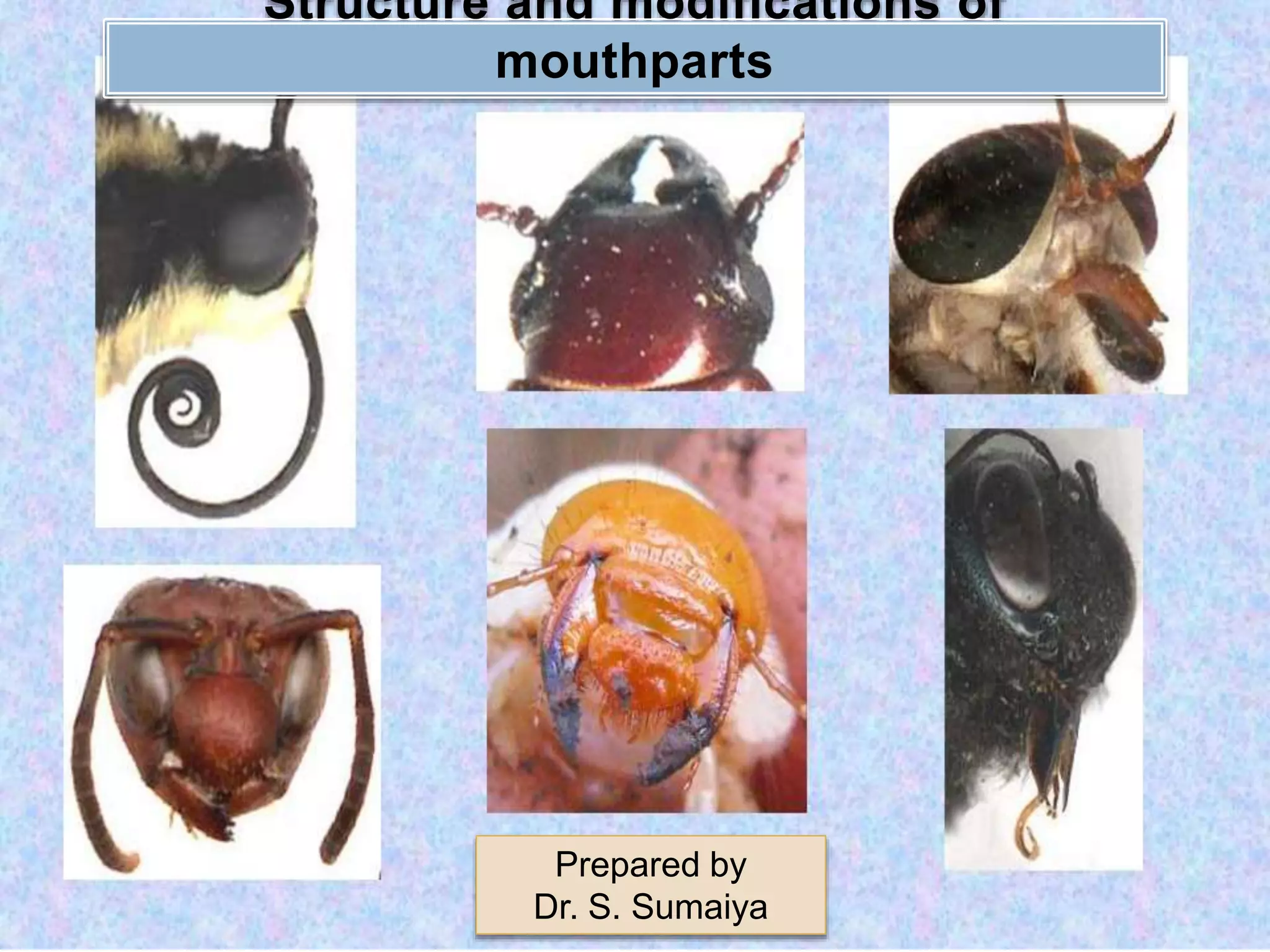Mootu Insect Insect mouthparts | PPTX