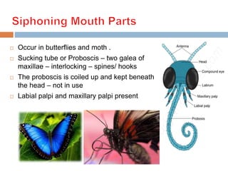 Insect mouthparts | PPTX