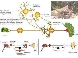 Lecture 5   learning & memory