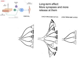Lecture 5   learning & memory