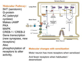 Lecture 5   learning & memory