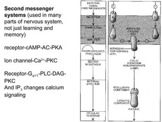 Lecture 5   learning & memory
