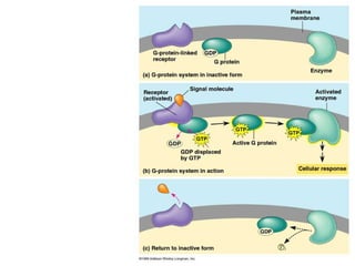 Lecture 5   learning & memory