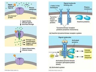 Lecture 5   learning & memory
