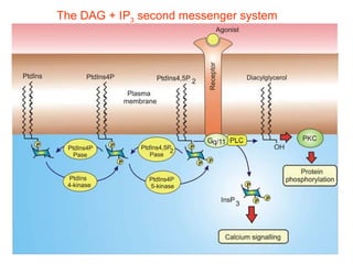 Lecture 5   learning & memory