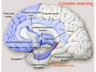 Lecture 5   learning & memory