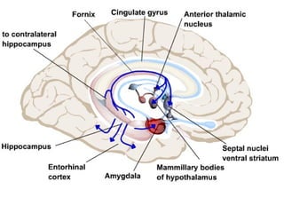 Lecture 5   learning & memory
