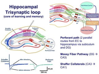 Lecture 5   learning & memory