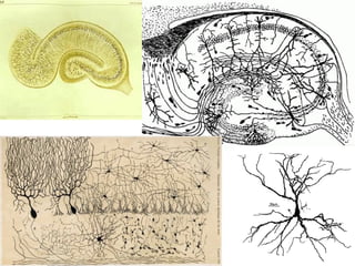 Lecture 5   learning & memory