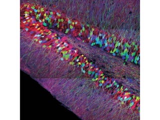 Lecture 5   learning & memory