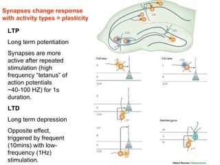 Lecture 5   learning & memory