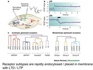 Lecture 5   learning & memory