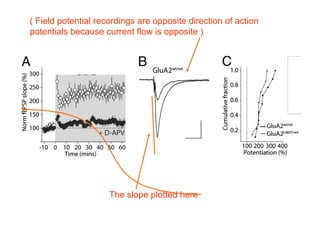 Lecture 5   learning & memory