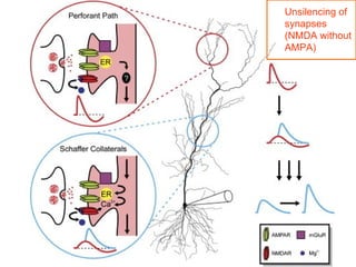 Lecture 5   learning & memory