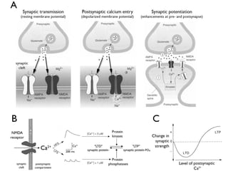 Lecture 5   learning & memory