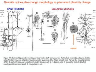Lecture 5   learning & memory