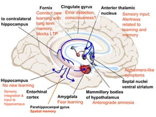 Lecture 5   learning & memory
