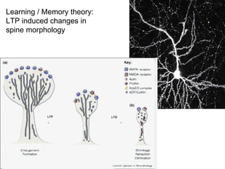 Lecture 5   learning & memory