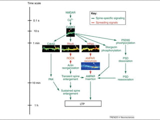 Lecture 5   learning & memory